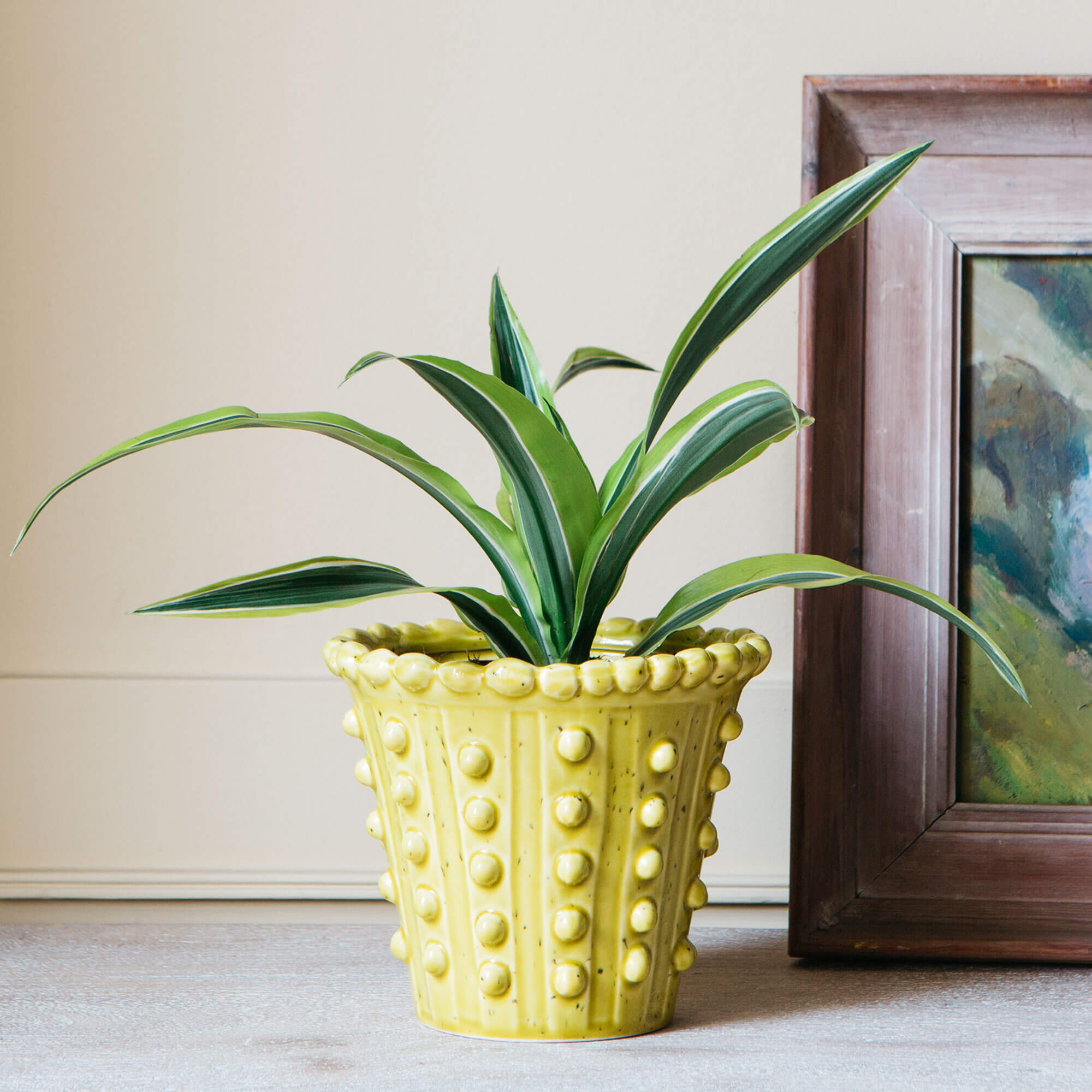 Photo of Graham and green yellow bobble plant pot