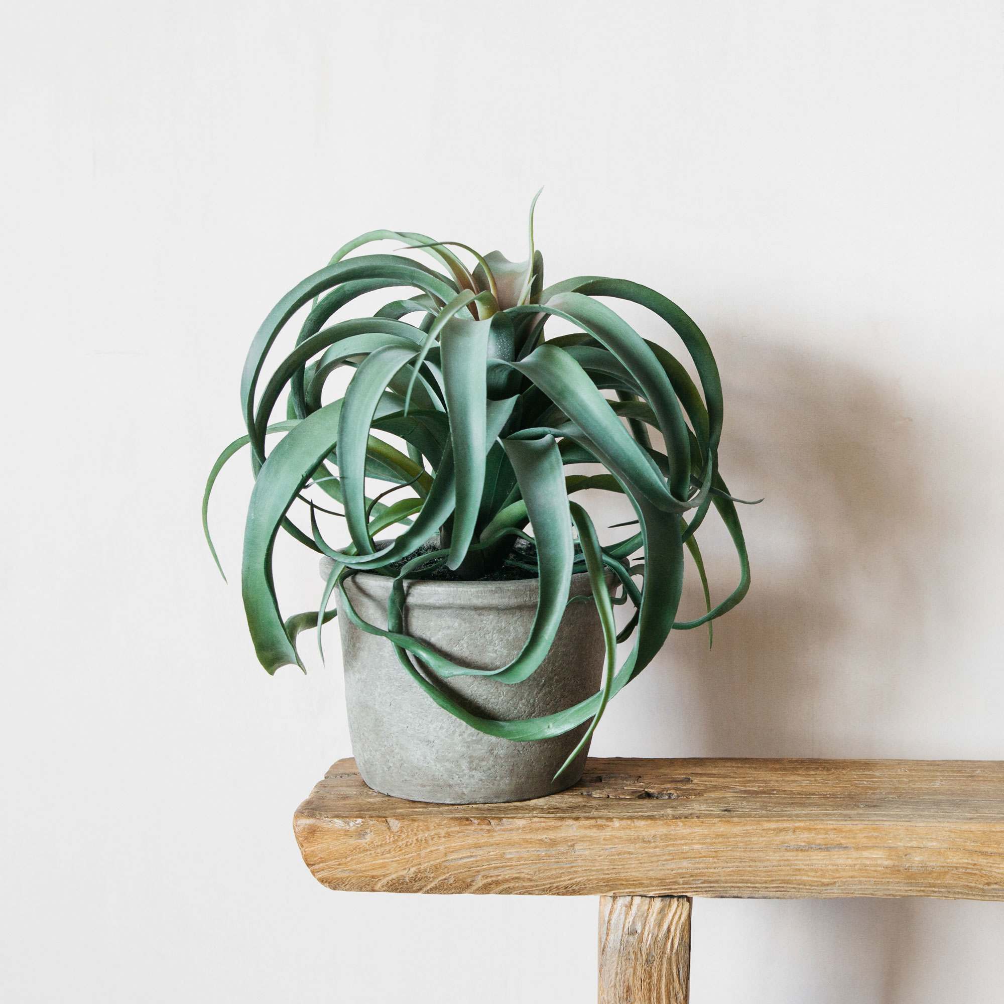 Read more about Graham and green faux tillandsia plant in pot