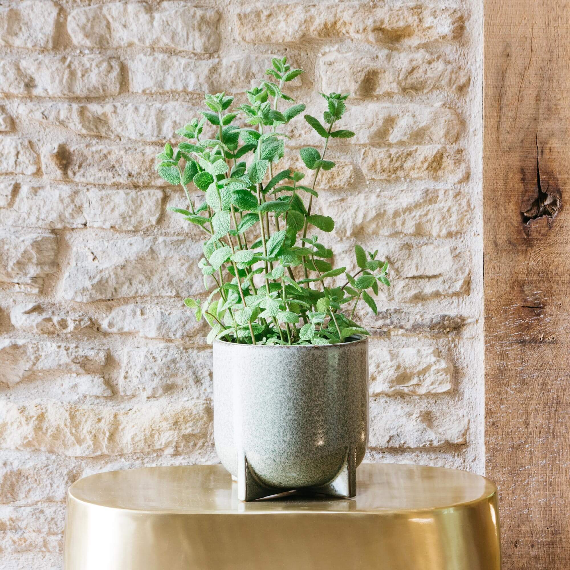 Read more about Graham and green green ceramic plant pot