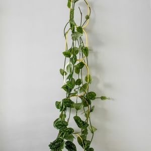 Gold Chain Plant Support