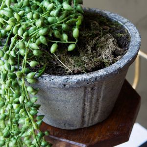Faux String of Pearls in Pot