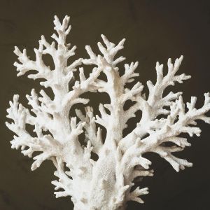 Large White Coral Tree