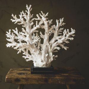 Large White Coral Tree