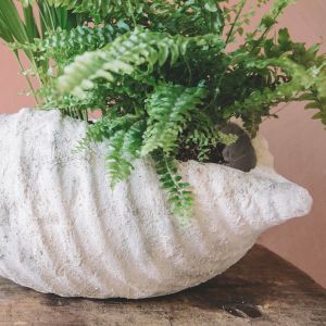 Large Conch Shell Dish