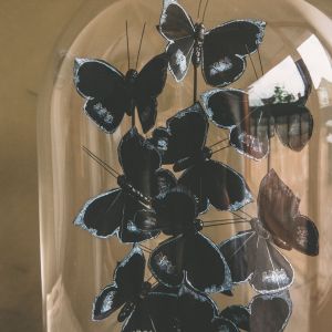 Butterflies in Jar