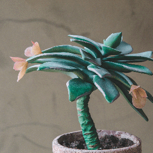 Faux Potted Dudleya Succulent Plant