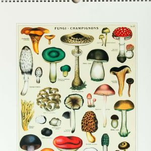 Mushrooms 2022 Wall Calendar