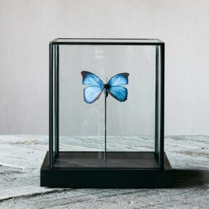 Blue Butterfly in Cloche