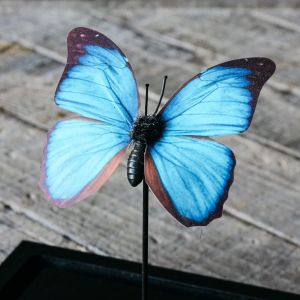 Blue Butterfly in Cloche