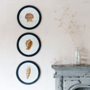 Round Framed Conch Shell Print