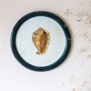 Round Framed Conch Shell Print