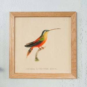 Framed Square Colourful Hummingbird Print