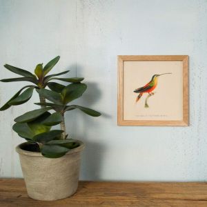 Framed Square Colourful Hummingbird Print 