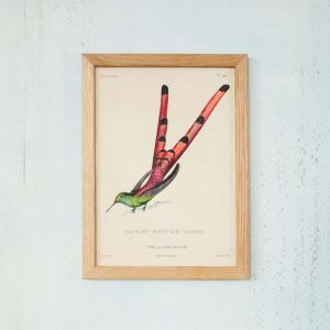 Framed Rectangular Hummingbird Tail Print
