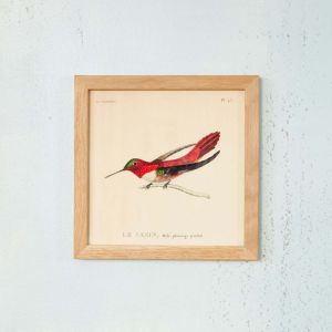Framed Square Red Hummingbird Print