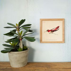 Framed Square Red Hummingbird Print 