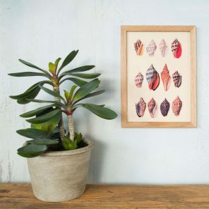 Framed Rectangular Tulip Seashells Print 