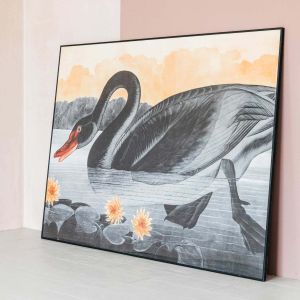 Extra Large Framed Black Swan Print