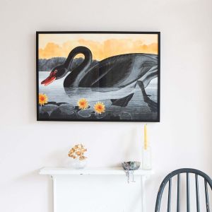 Small Framed Black Swan Print
