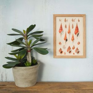 Framed Rectangular Spiral Seashells Print 