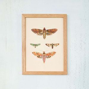 Framed Rectangular Moths Print