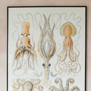 Framed Octopus Prints