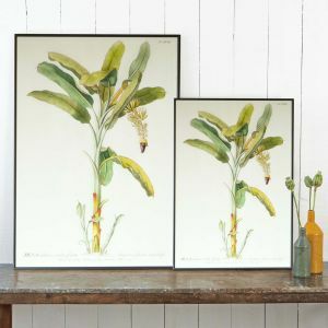 Framed Banana Plant Prints
