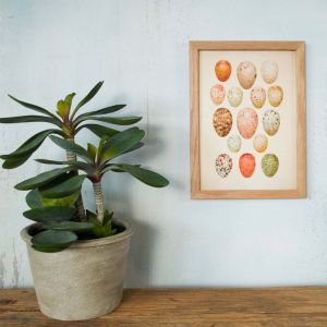 Framed Rectangular Earthy Eggs Print 