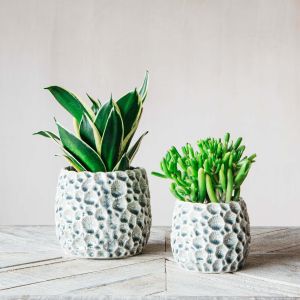 Grey Shell Plant Pots