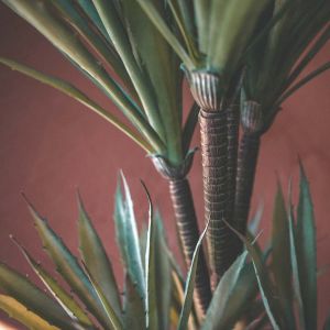 Faux Yucca Plant