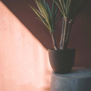 Faux Yucca Plant