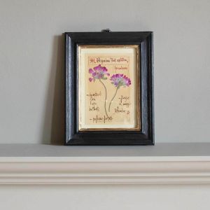 Framed Pelargonium Pressed Flowers