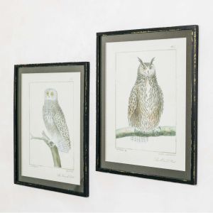 Set of Two Framed Vintage Owl Prints