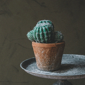 Faux Barrel Cactus in Terracotta Pot