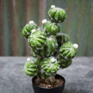 Faux Echinopsis Cactus