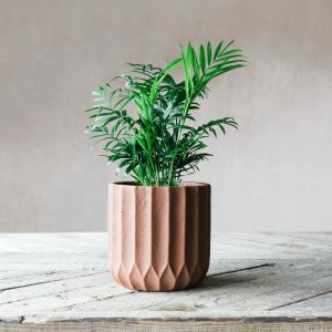 Large Brown Ribbed Cement Planter