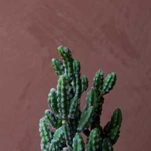 Faux Potted Tetragonus Cactus
