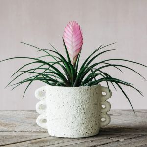 Cream Looped Handle Plant Pot