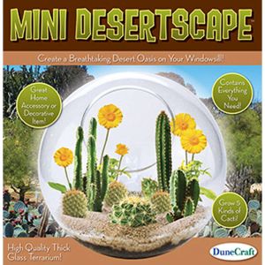 Mini Cactus Desertscape