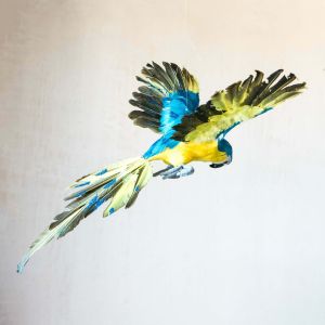 Blue and Yellow Flying Parrot