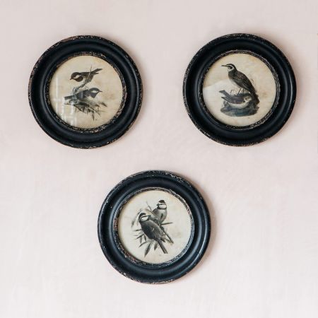 Round Framed Bird Prints