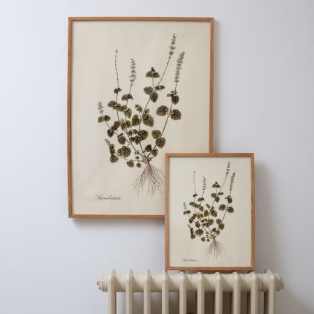 Framed Salvia Bullata Herb Prints
