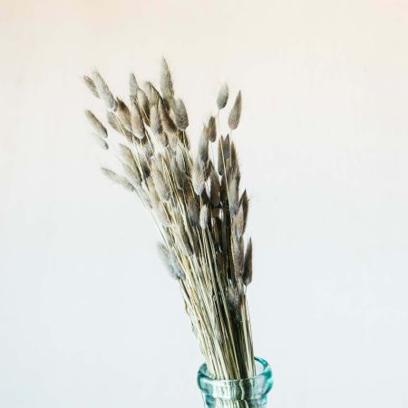 Dried Grey Hare's Tail Grass