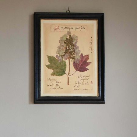 Framed Quercifolia Pressed Flowers