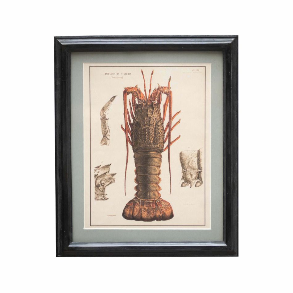 Lobster Framed Wall Print