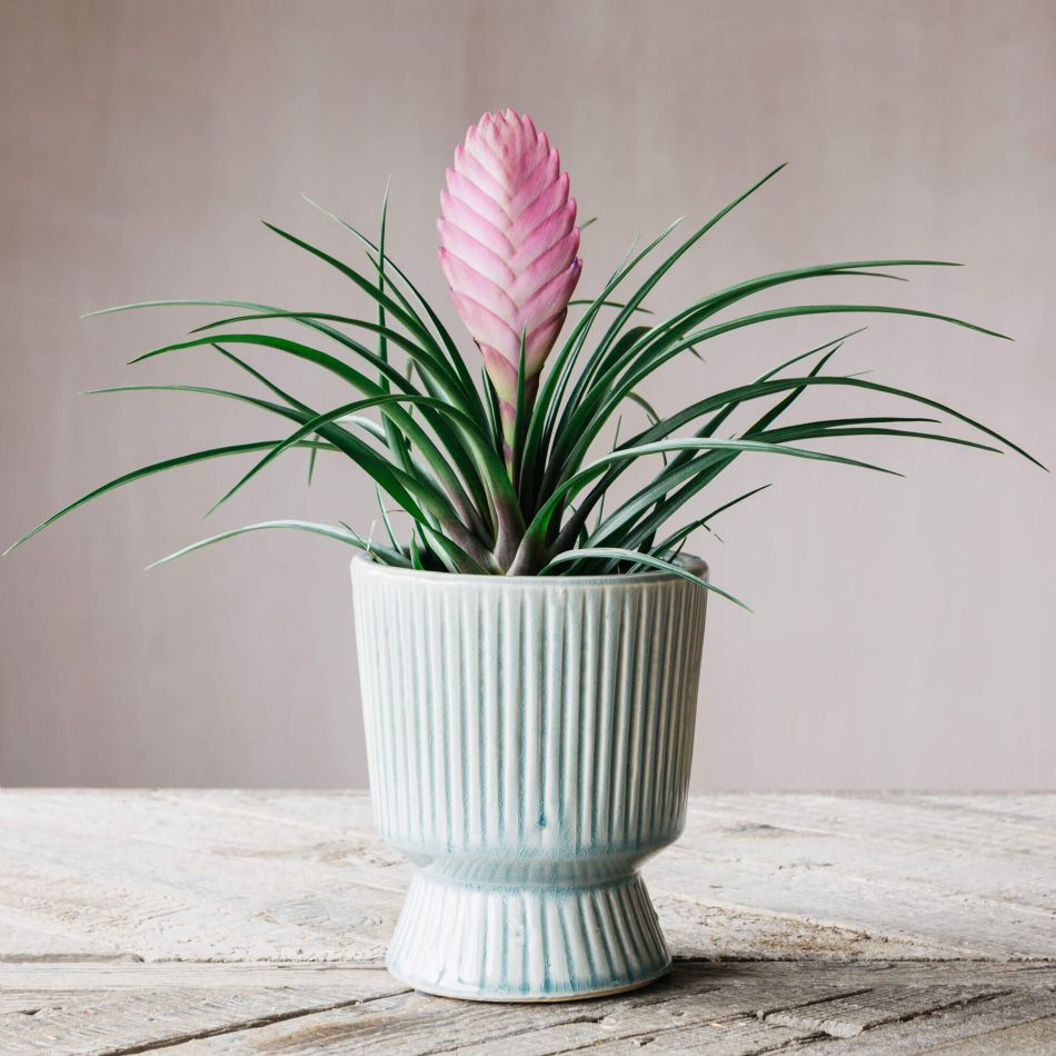 Light Blue Ribbed Plant Pot