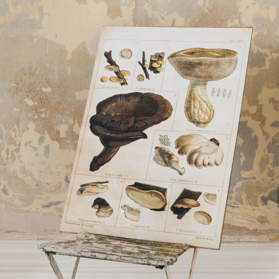 Boletus Mushroom Print