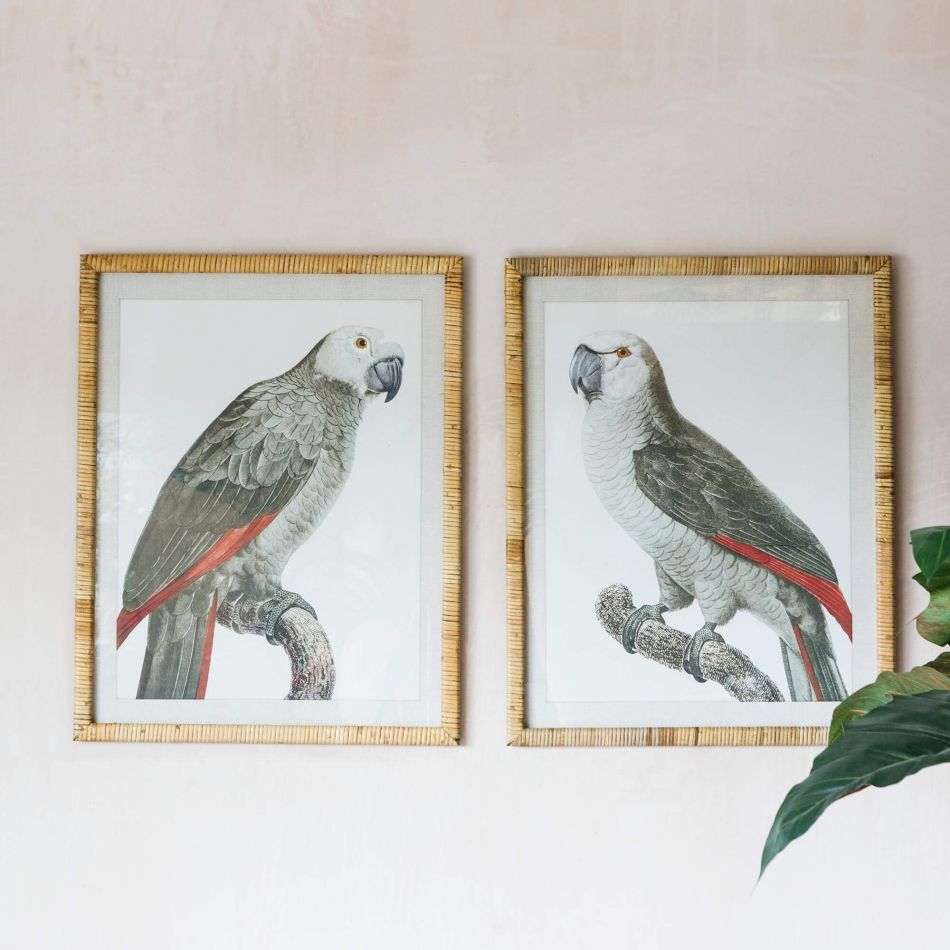 Set of Two Framed Grey Parrot Prints