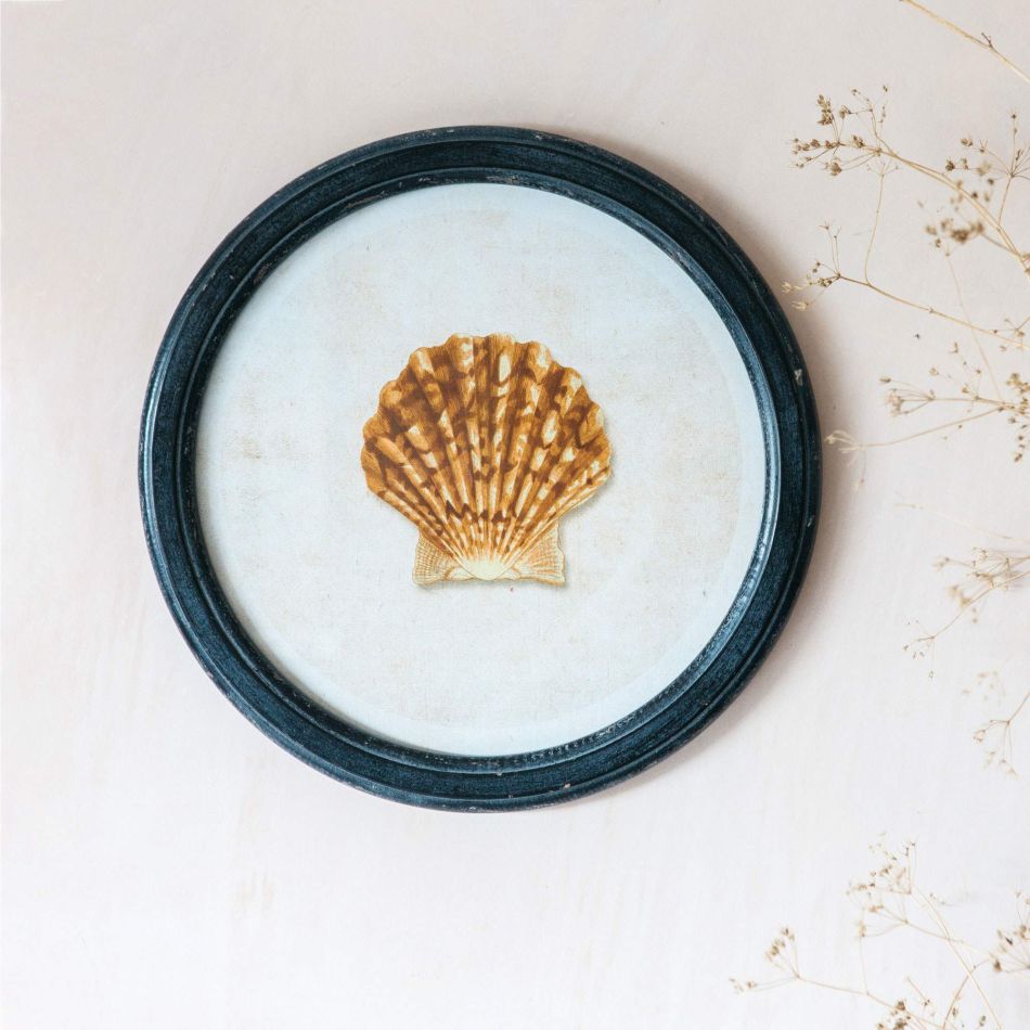 Round Framed Scallop Shell Print