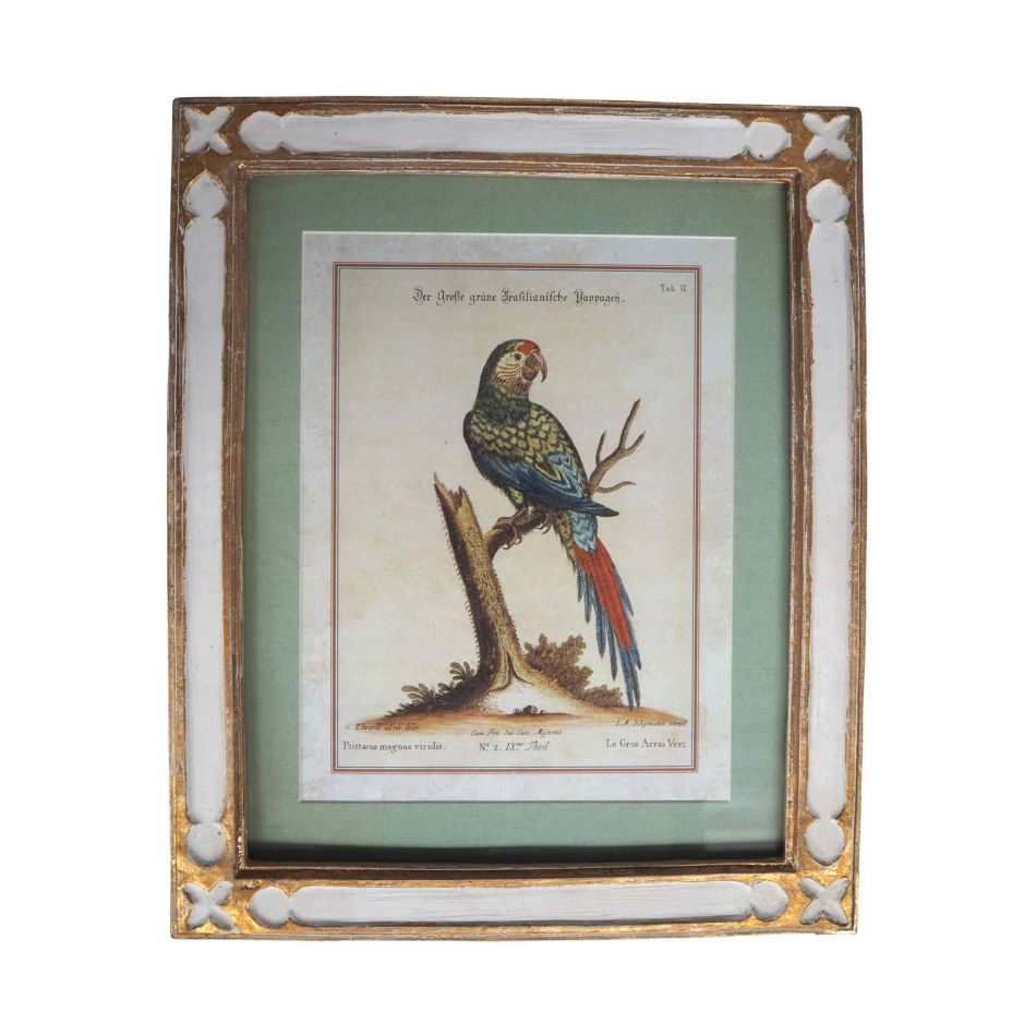 Framed Green Parrot Print